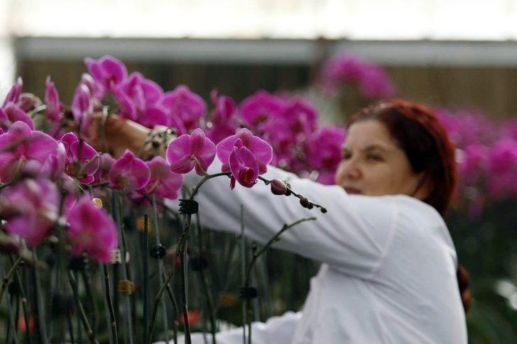 Sevgililerin Orkidesi Antalya’dan G3