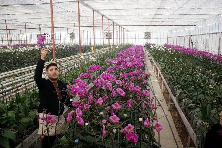 Sevgililerin Orkidesi Antalya’dan G4