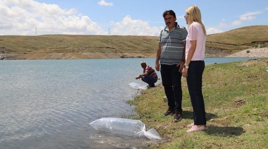 Kırıkkale G&ouml;letlerine 36 Bin Pullu Sazan Bırakıldı