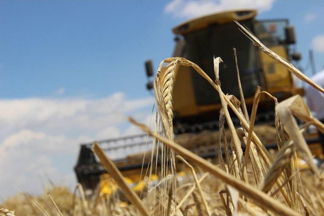 Tahıl Ambarı Konya Ovası&rsquo;nda Arpa Hasadı Başladı