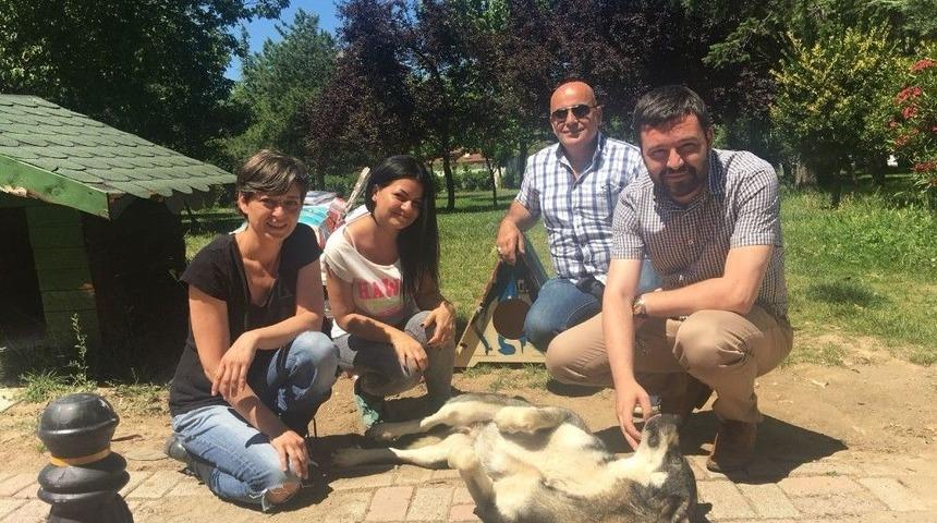 Sokak Hayvanlarına Büyükşehir Eli