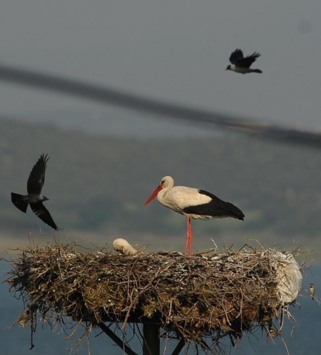 (&ouml;zel Haber) Bu K&ouml;ydeki Leylekler &Ccedil;ocuklara Sahiplendirildi