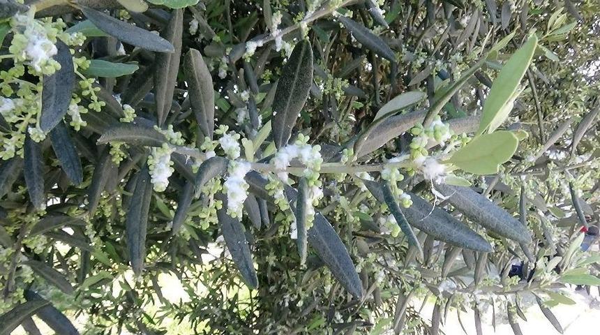 (&ouml;zel Haber) Zeytinlikler Pamuklu Bit Tehdidi Altında