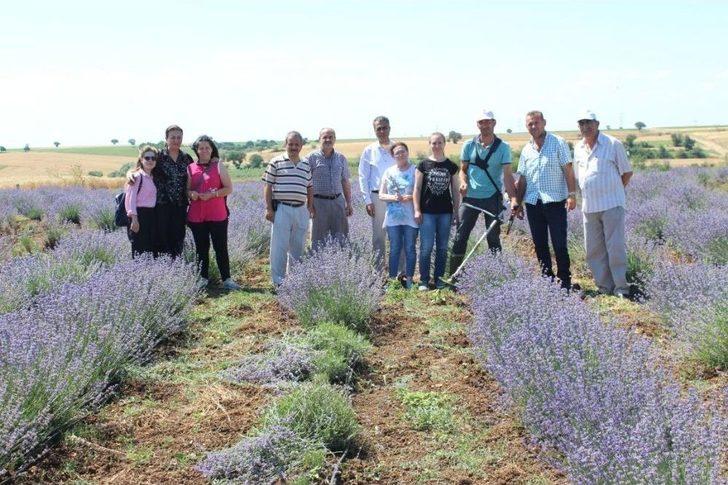 Kırklareli’nde Lavanta Hasadı Başladı G2