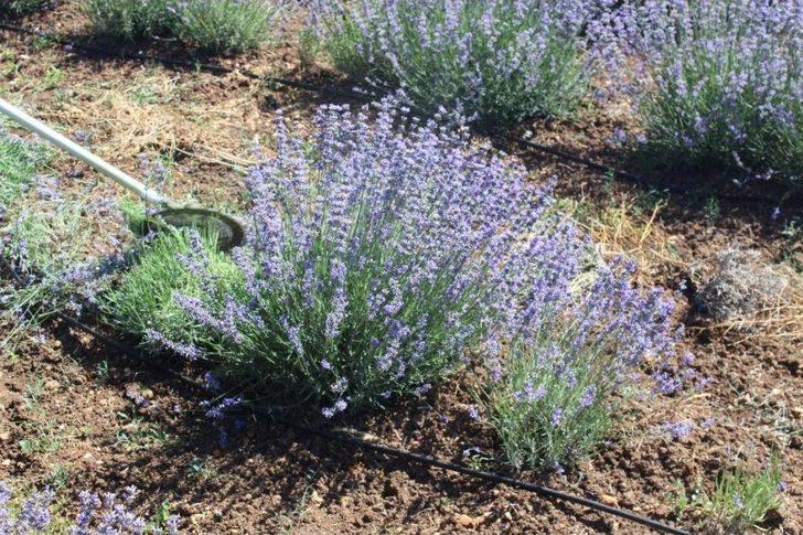Kırklareli’nde Lavanta Hasadı Başladı G3