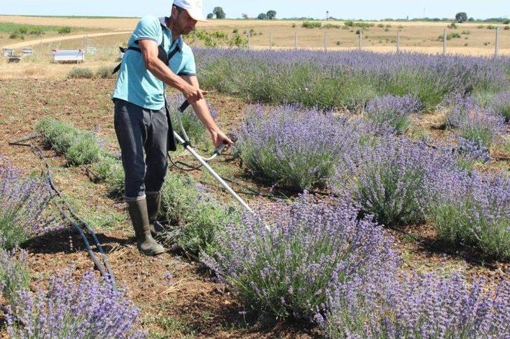 Kırklareli’nde Lavanta Hasadı Başladı G4