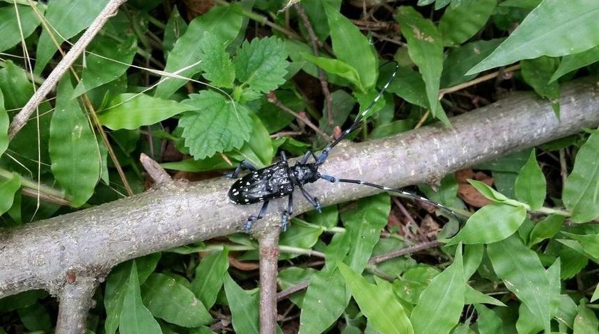 &rsquo;drakula&rsquo;nın Sesten Etkinlendiği Belirlendi