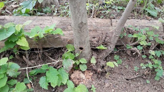 ’drakula’nın Sesten Etkinlendiği Belirlendi