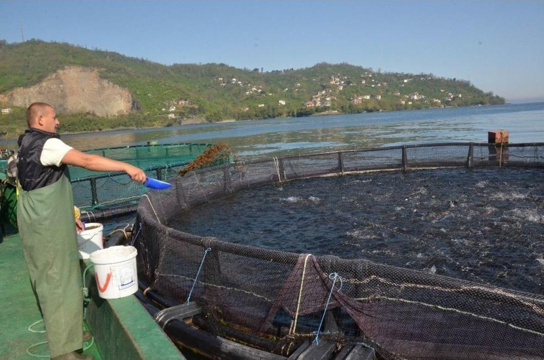 Ordu&rsquo;dan Rusya Ve Japonya&rsquo;ya Havuz Balığı İhracatı