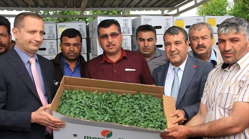 Mut Belediyesi &Ccedil;ift&ccedil;ilere 100 Bin Domates Fidesi Dağıttı