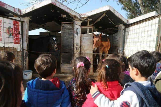 Miniklerin At Sevgisi