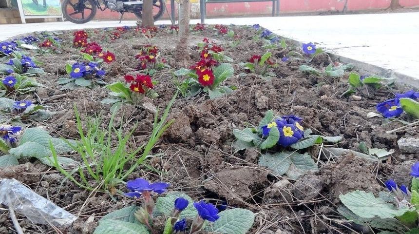 (&ouml;zel Haber) G&uuml;neydoğu&rsquo;ya Bahar Erken Geldi