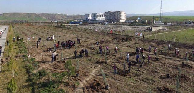 Siirt’te Bereket Ormanı’na Fidan Dikildi