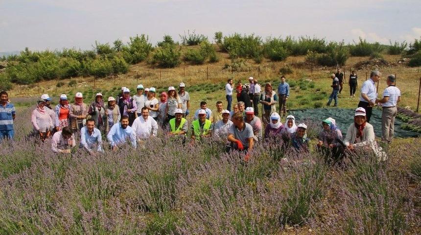 Mis Kokulu Lavanta Hasadı