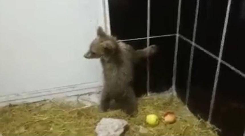 Kars’ta Tedavi Edilen Yavru Ayılar Sağlığına Kavuştu