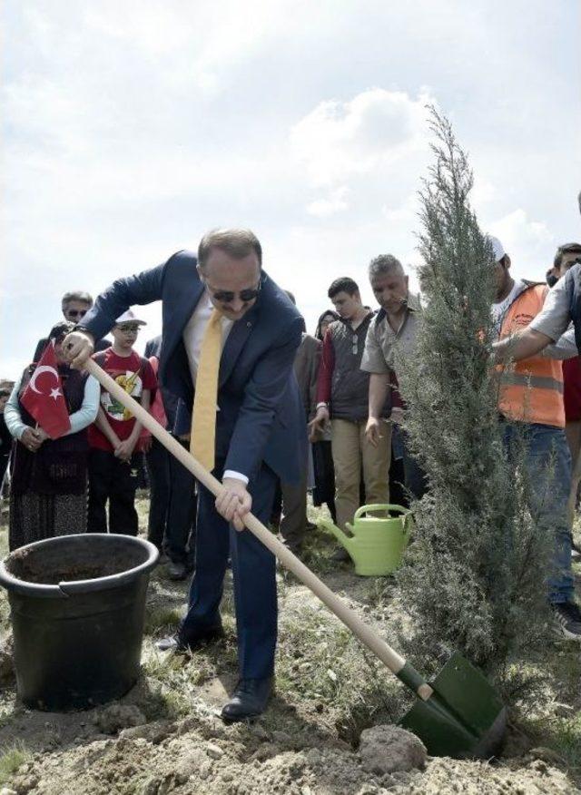 Afrin Şehitleri Anısına Bin Ağaç Dikildi