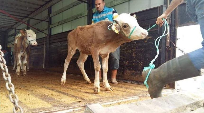 Şaphane’de Genç Çiftçilere Damızlık Düve