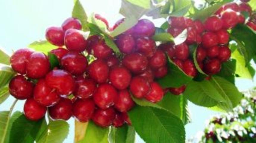 Tarsim&rsquo;den &Uuml;reticilere 151 Milyon Tl Hasar &Ouml;demesi