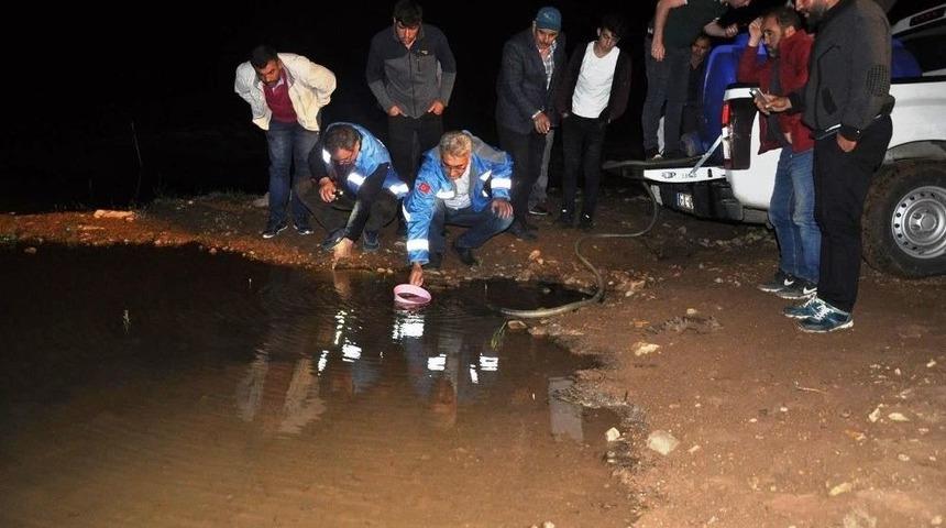 G&uuml;m&uuml;şhane&rsquo;de G&ouml;letlere 50 Bin Sazan Yavrusu Bırakıldı