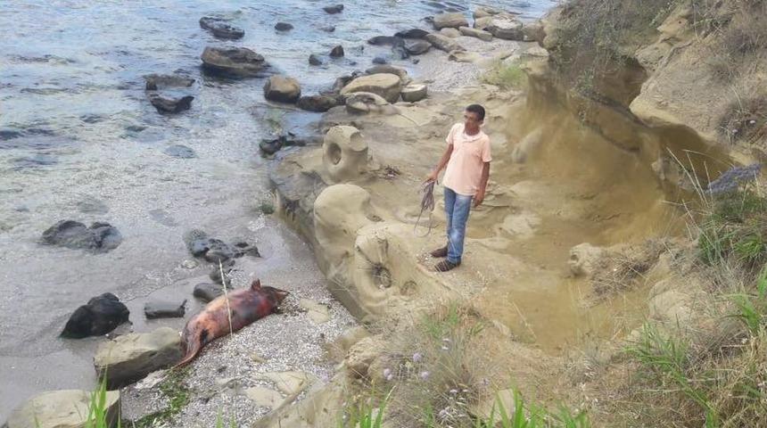 Sahile Bir Ölü Yunus Daha Vurdu