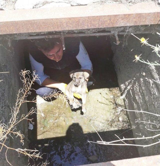 Düştüğü Su Kanalında Mahsur Kalan Yavru Köpeği İtfaiye Kurtardı