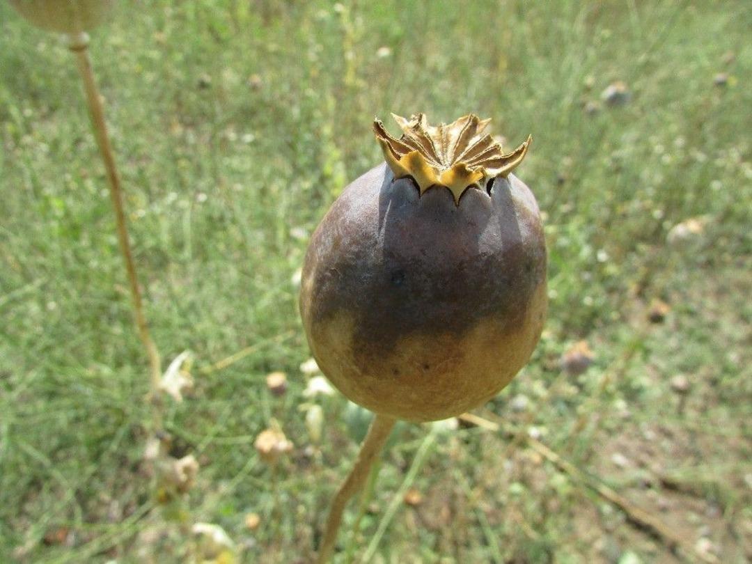 Sandıklı&rsquo;da Aşırı Yağış Ve Dolu Ekili Alanlarda Zarara Yol A&ccedil;tı