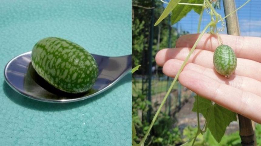 D&uuml;nyanın Bu En Şirin Yaz Meyvesini Mutlaka Denemelisiniz!