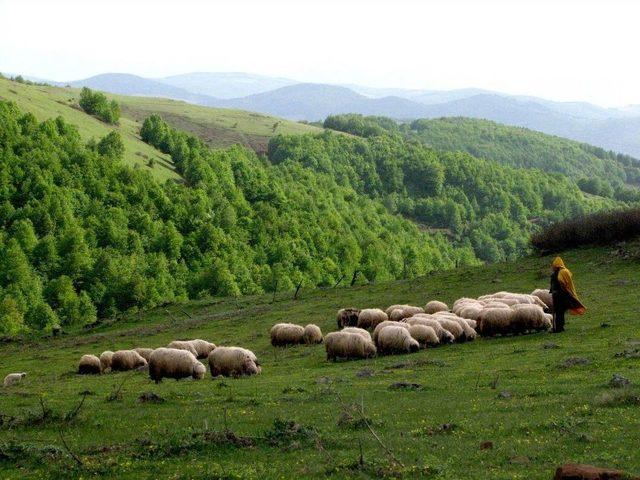 Argan Yaylası Turizme Açılıyor