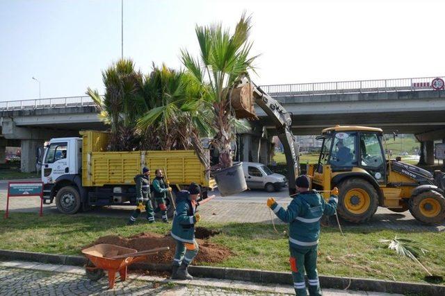 Büyükşehir Belediyesi Ağaç Dikimine Devam Ediyor