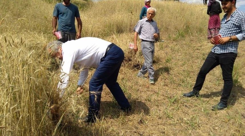 Milletvekili Adayı Orakla Buğday Bi&ccedil;ti