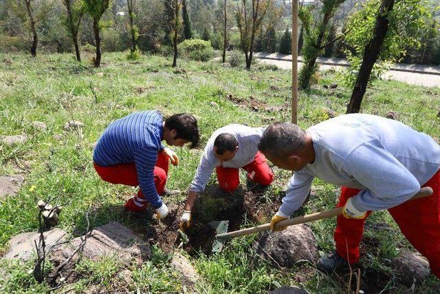 Bayraklı’da Ağaçlandırma Seferberliği