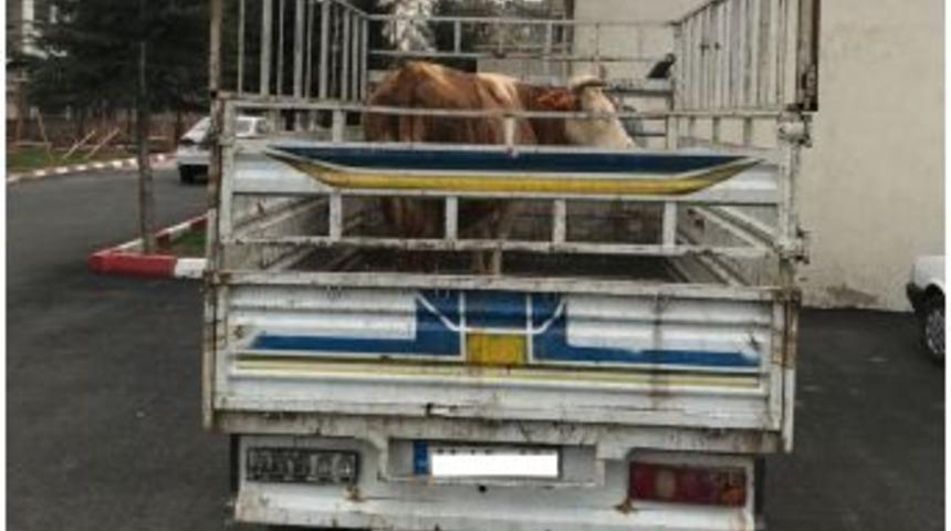 Jandarma Hayvan Hırsızlarını Yakaladı