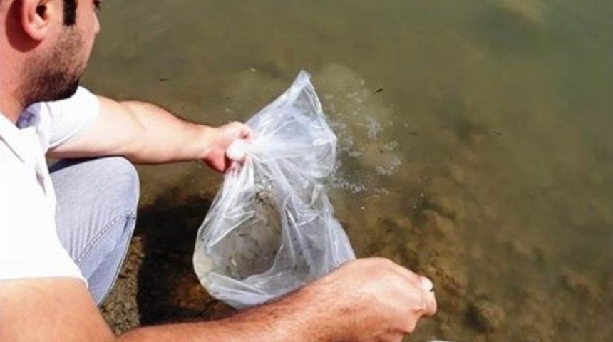 100 Bin Yavru Sazan G&ouml;llere Bırakıldı