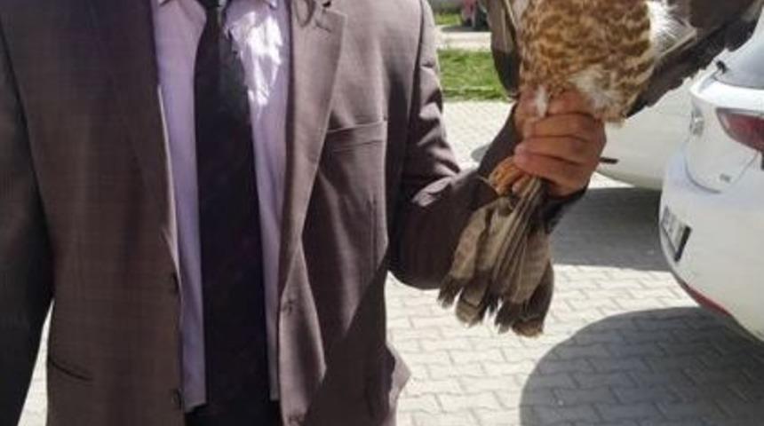 Yaralı Arı Şahin, Tedavi Altına Alındı