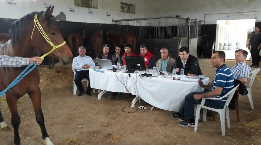 Milyonluk Atlar G&ouml;r&uuml;c&uuml;ye &Ccedil;ıktı