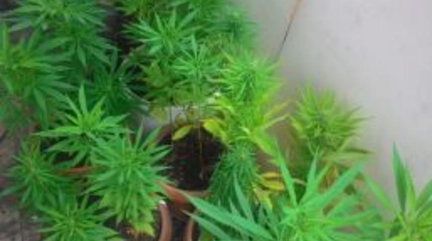 Balkonda Kenevir Yetiştirilen Eve Polis Baskını