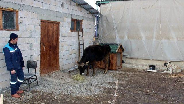 Erzurum’da Trajikomik Olay