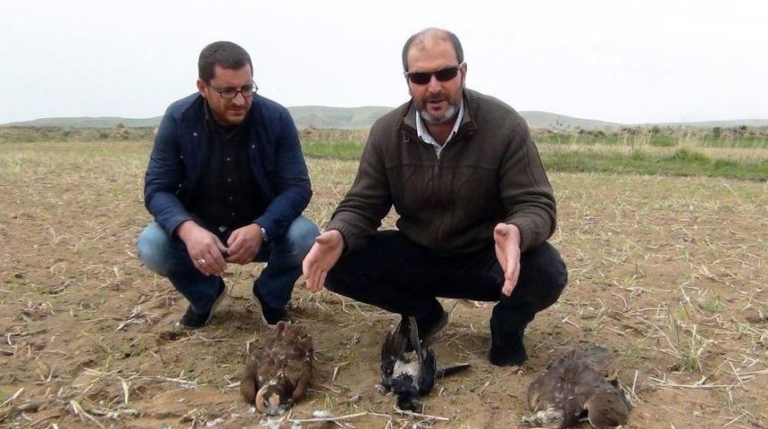 Erciş&rsquo;te Kuş &Ouml;l&uuml;mleri