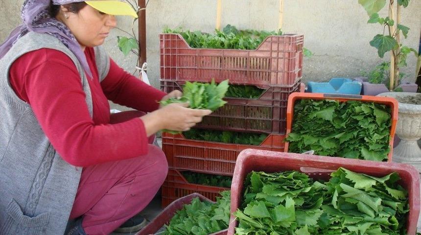 Sarıgöl’de Taze Üzüm Yaprağının Kilosu 3 Tl