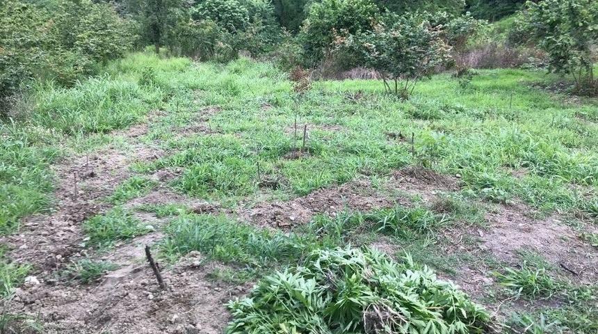 Fındık Tarlasında Hint Keneviri Yetiştiren Şahıs Yakalandı