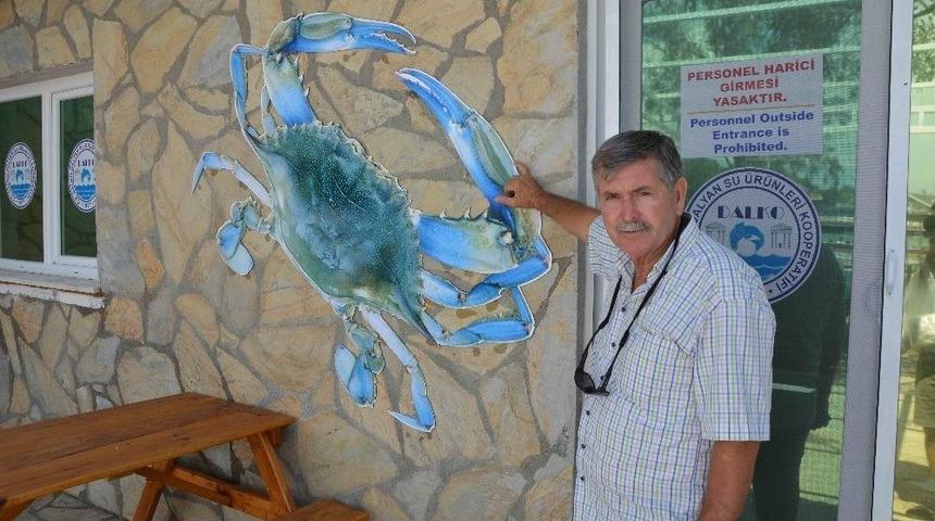 Dalko Altın Yılını Yaşıyor