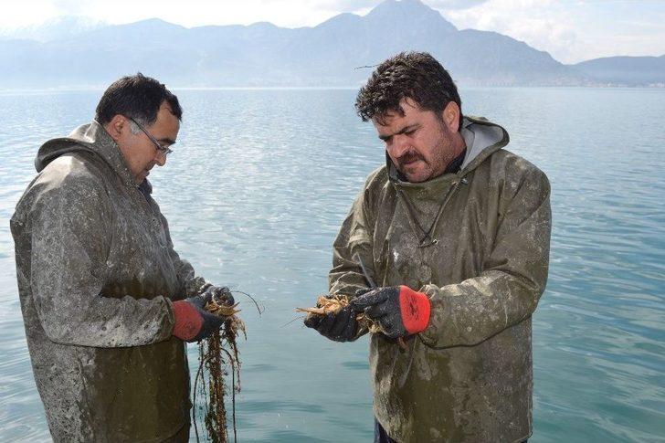 Eğirdir Gölü’nde Kaçak Avlanan 78 Ton Kerevitin Yarısı Canlı Kurtarıldı G5