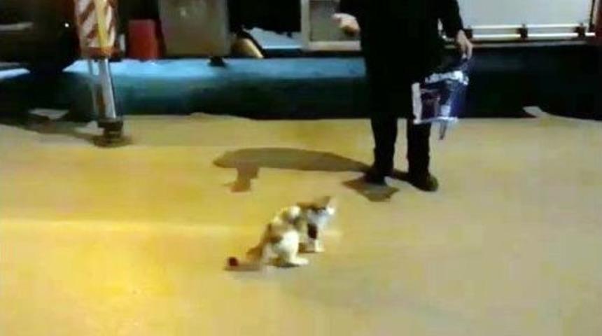 Bir Haftadır Mahsur Kaldığı Yerden İtfaiye Tarafından Kurtarıldı