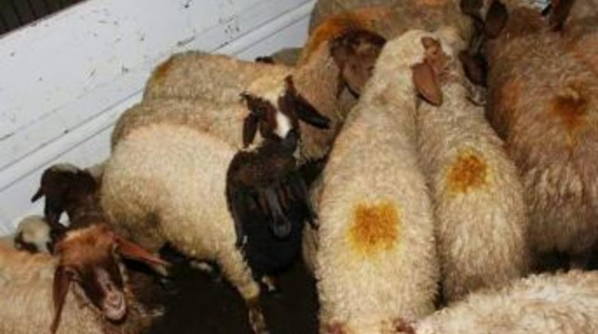 Adana&rsquo;da K&uuml;&ccedil;&uuml;kbaş Hayvan &Ccedil;alan 4 Kişi Yakandı