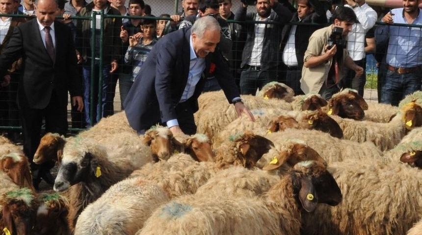 Bakan Fakıbaba, Şırnak&rsquo;ta 300 Koyun Projesi&rsquo;ni Başlattı
