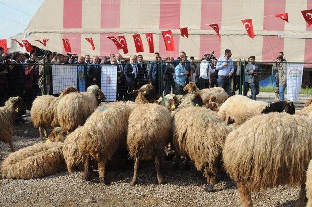 Bakan Fakıbaba, Şırnak’ta 300 Koyun Projesi’ni Başlattı