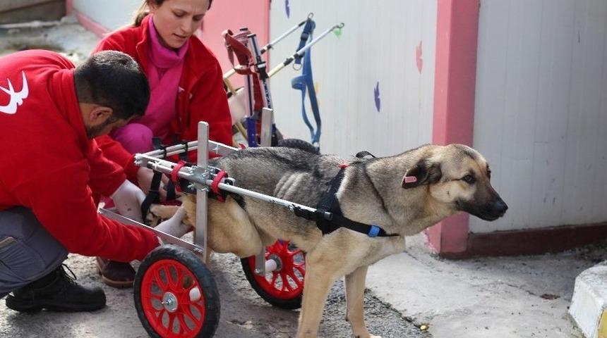 Engelli K&ouml;pekler Y&uuml;r&uuml;te&ccedil;le Hayata Tutundu