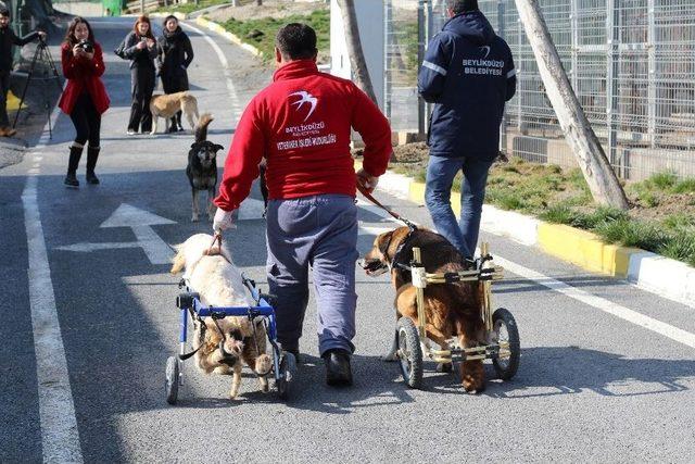 Engelli K&ouml;pekler Y&uuml;r&uuml;te&ccedil;le Hayata Tutundu 1