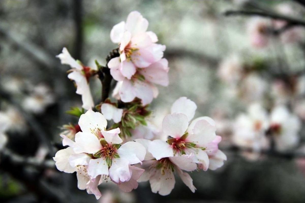 Dat&ccedil;a Beyaz Gelinliğini Giydi