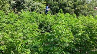 Kırkağaç’ta Kenevir Operasyonu: 3 Tutuklama